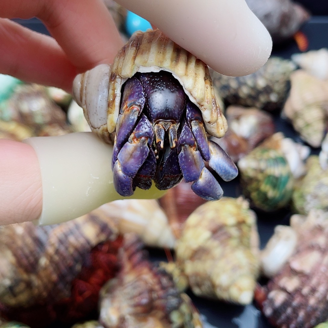 2.1口暗夜色系紫陆