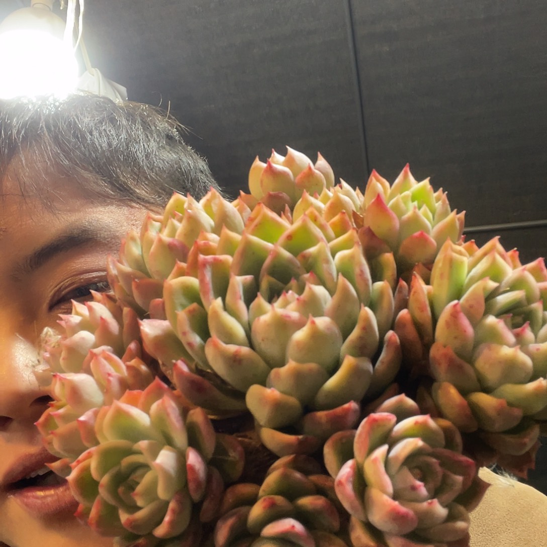 绿龙满20包邮脱土发货