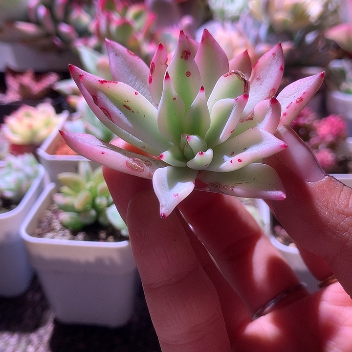 红爪覆轮锦砍头无根