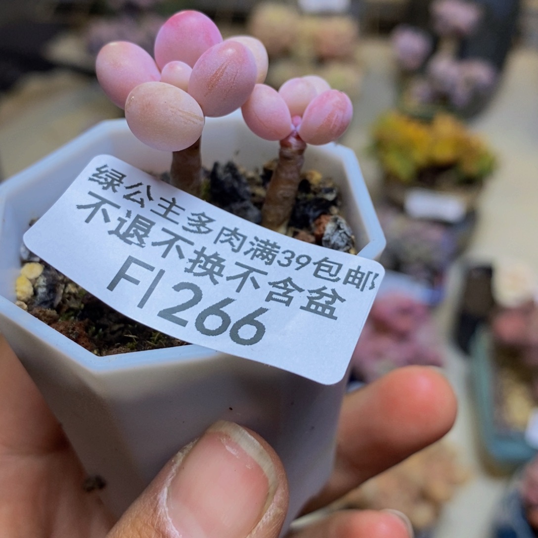 266糖果桃蛋多肉2c m