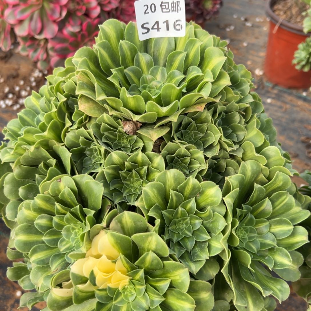 416翡翠，满20包邮嘟叮熊