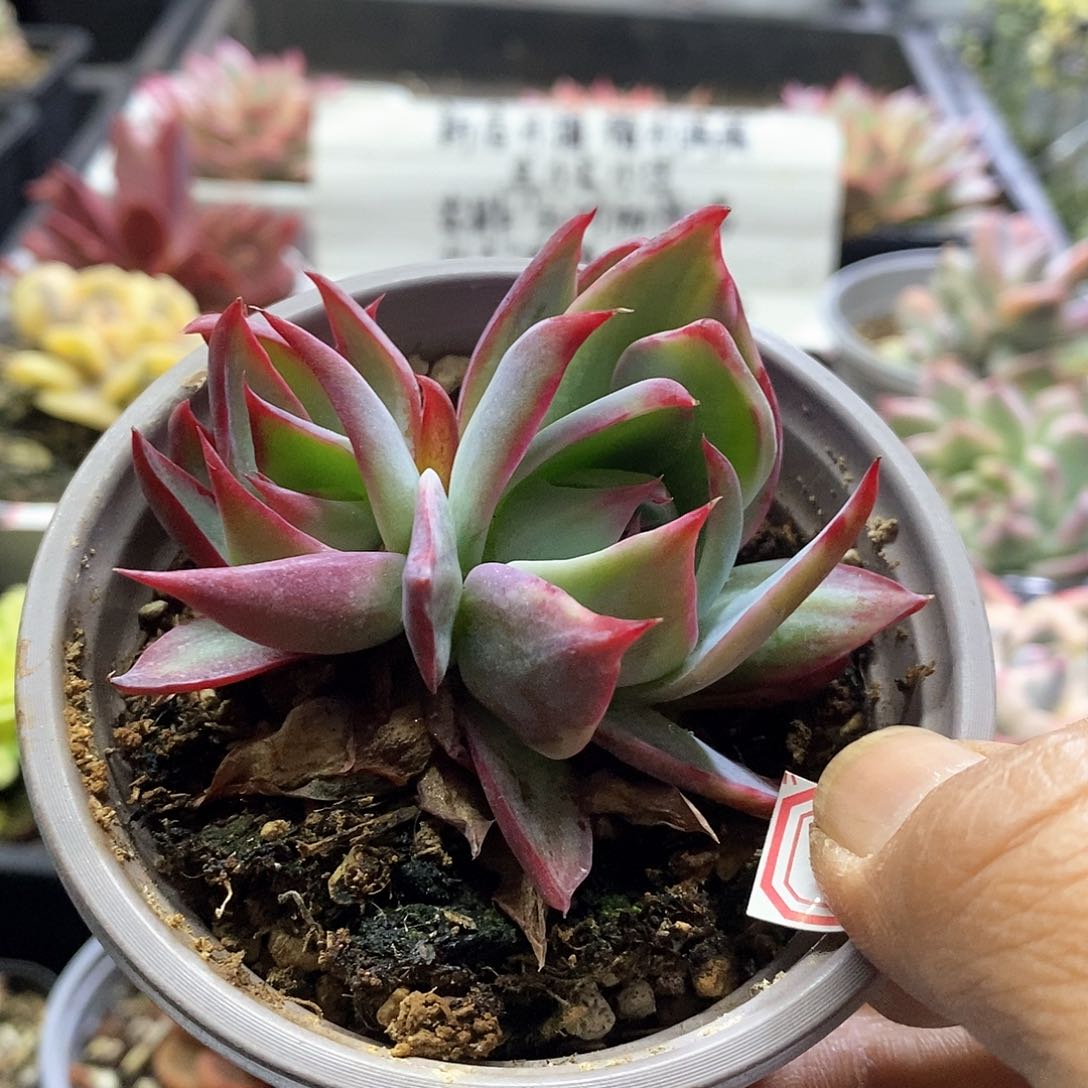 24139惊鸿仙子双头多肉