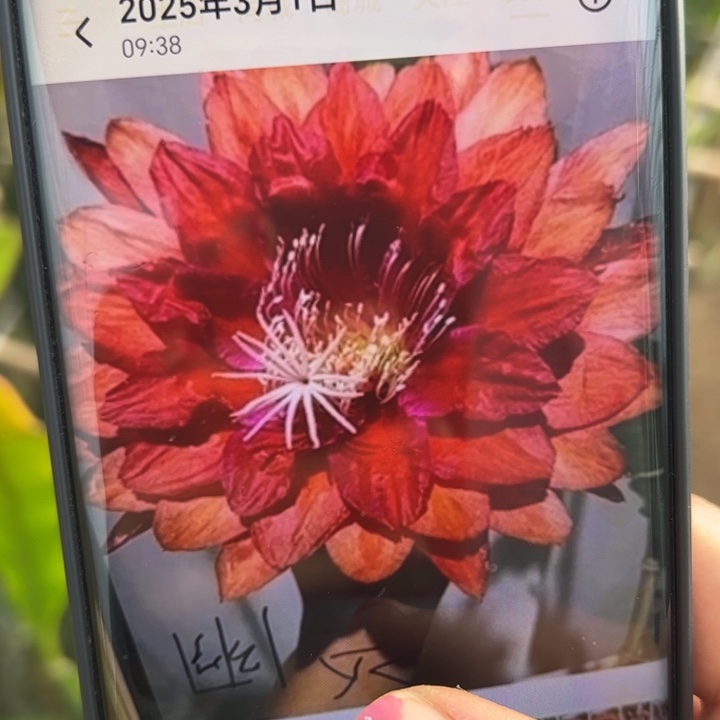 7令箭幽灵无根10公分左右20包邮