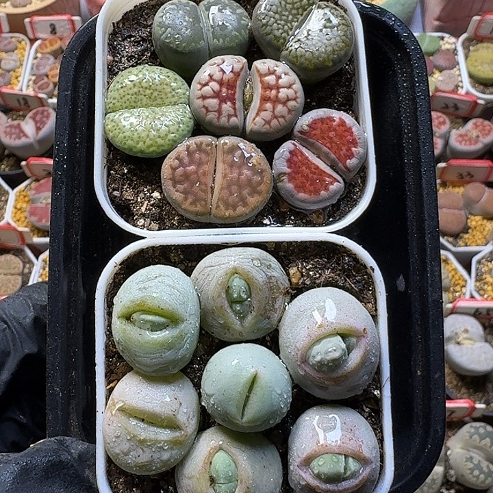 生石花111122。  无售后。   282