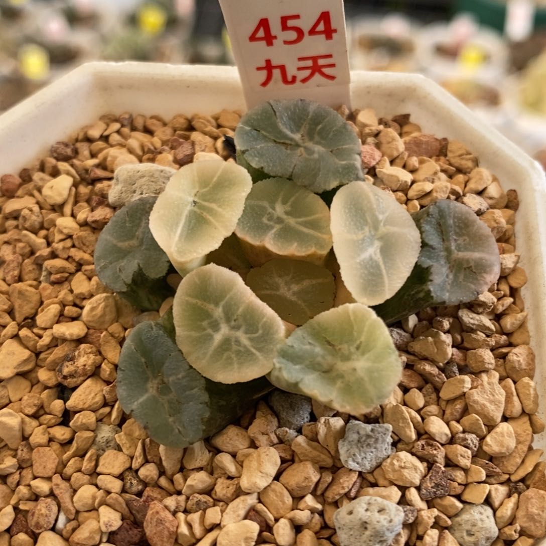 454号实生万象锦带盆