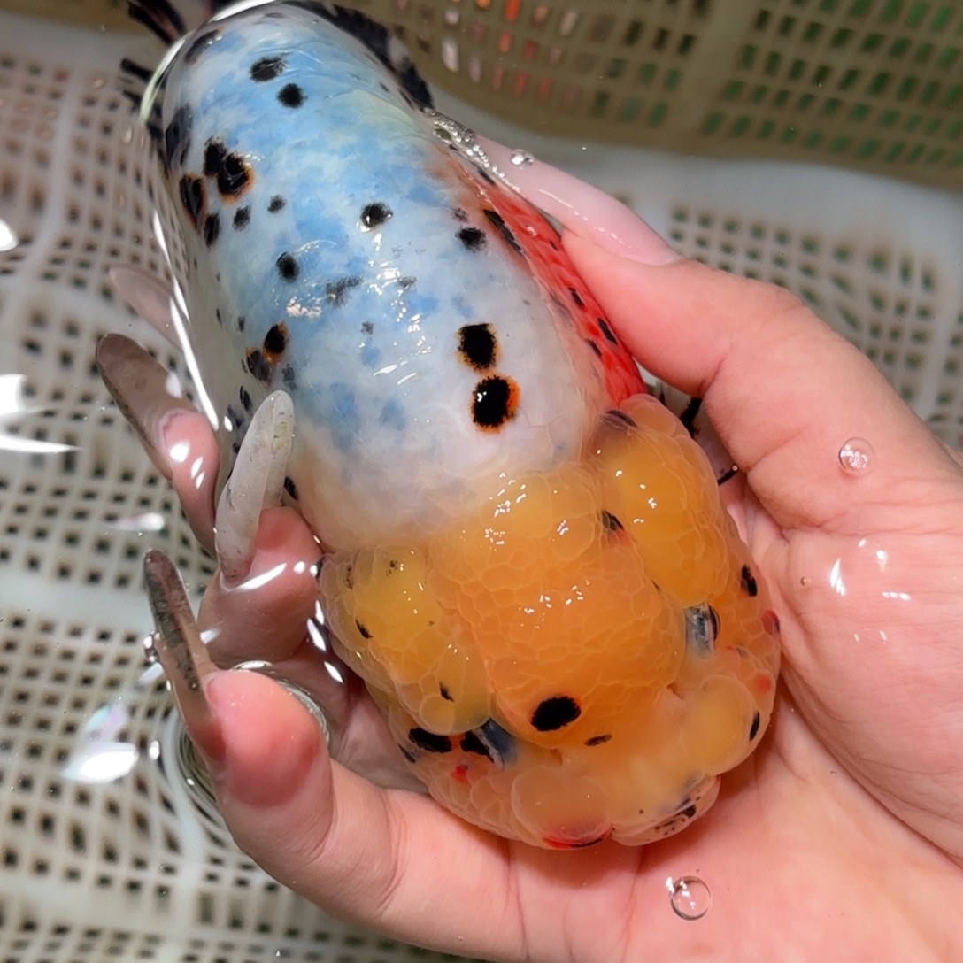 挽***风金鱼拍包装包邮，不拍包装运费到付