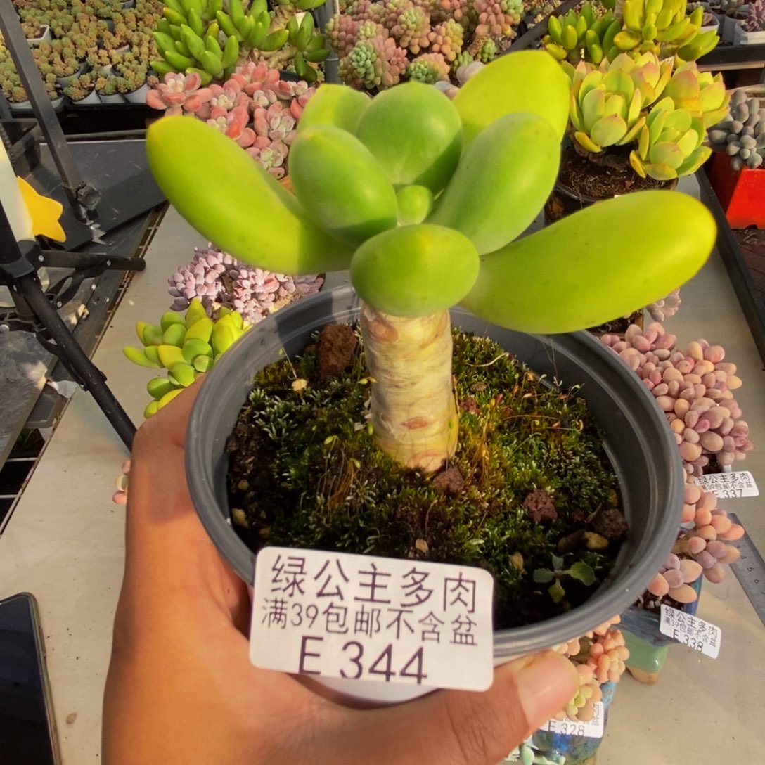 344金蝉芒果奶多肉5c m