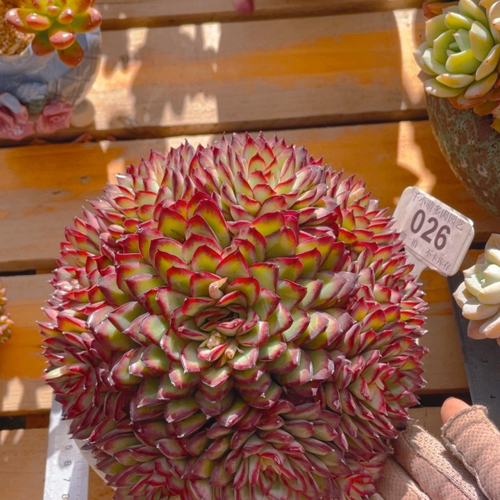 谢谢你的支持000000026