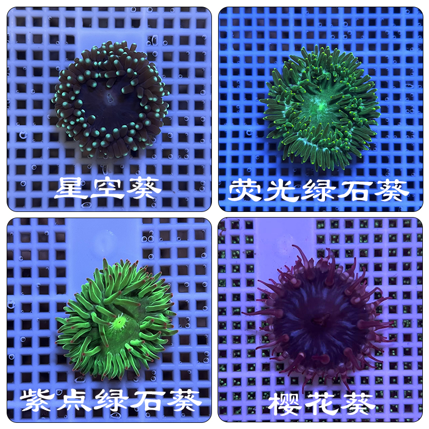 海水宠物海葵活体 活体观赏水族 闯缸小能手  易饲养好活新手推荐