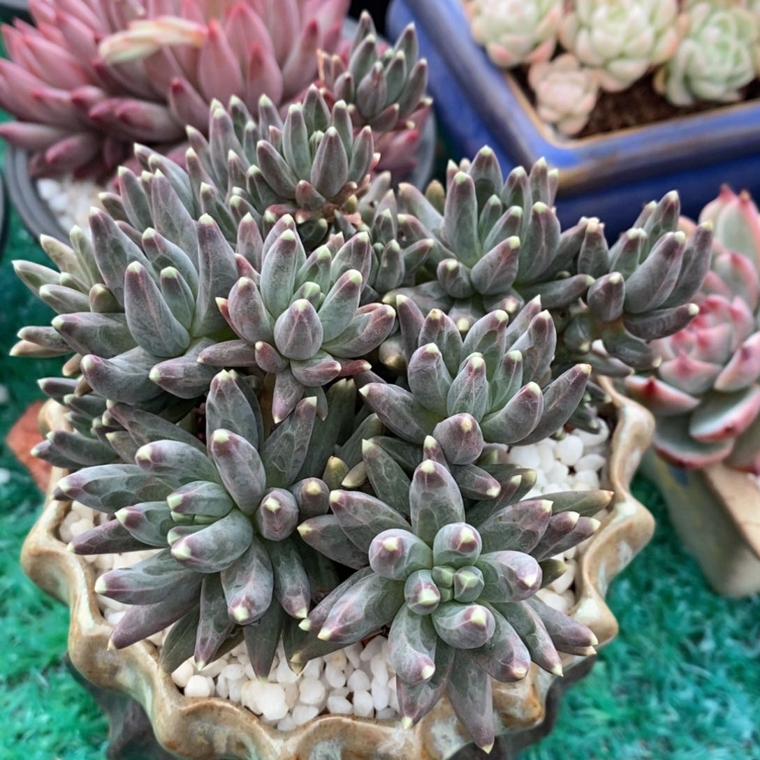 乌拉克拉多肉植物盆栽