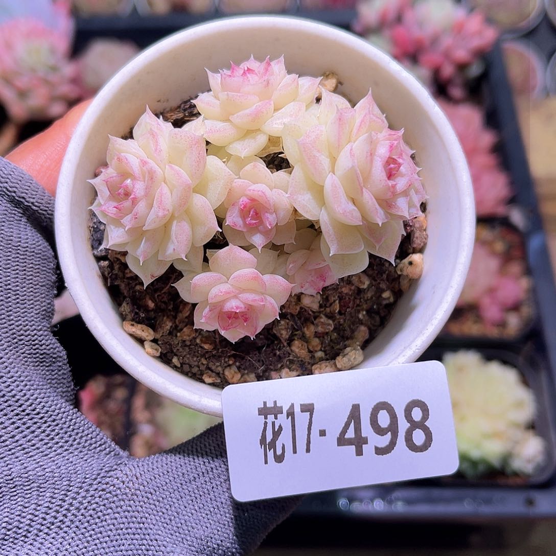 花17-498白天鹅群