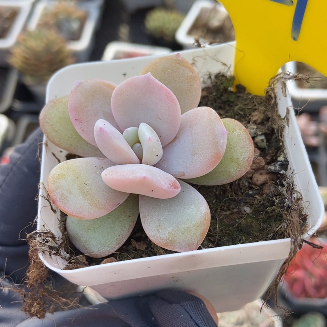 821奶茶多肉植物保护 