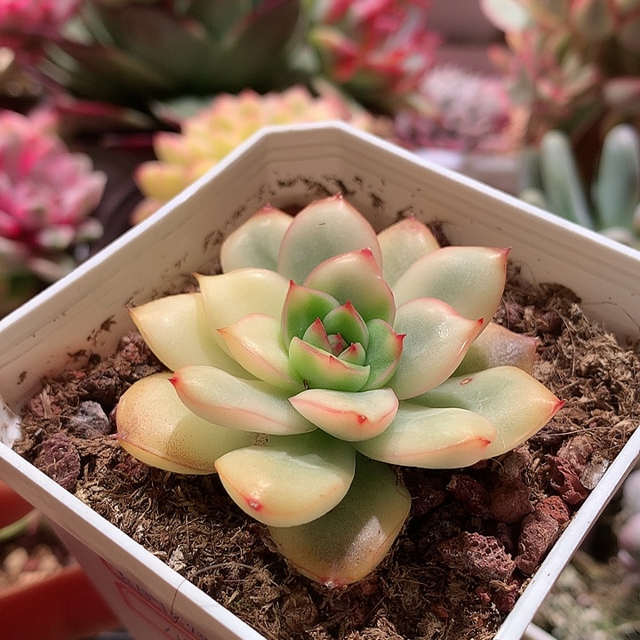 宝丽安娜锦腹轮锦