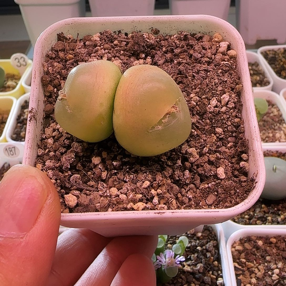 双头紫皮母本开花株