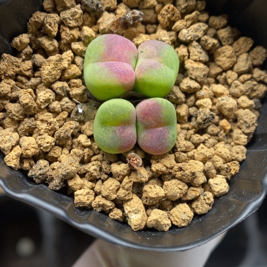 多肉植物肉锥杂交K-6678