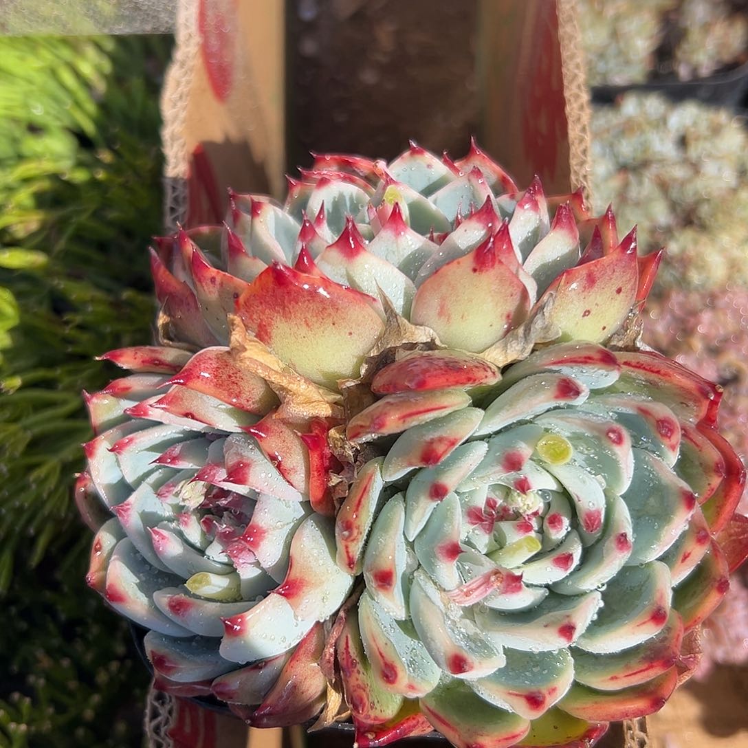 多肉植物吉娃娃群