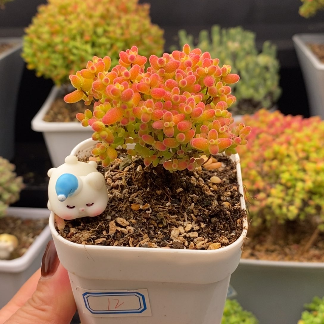 完全开放15号蜜橘糖球（6.5cm）