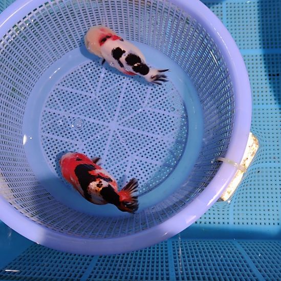 金鱼059兰寿两只特价顺丰包邮