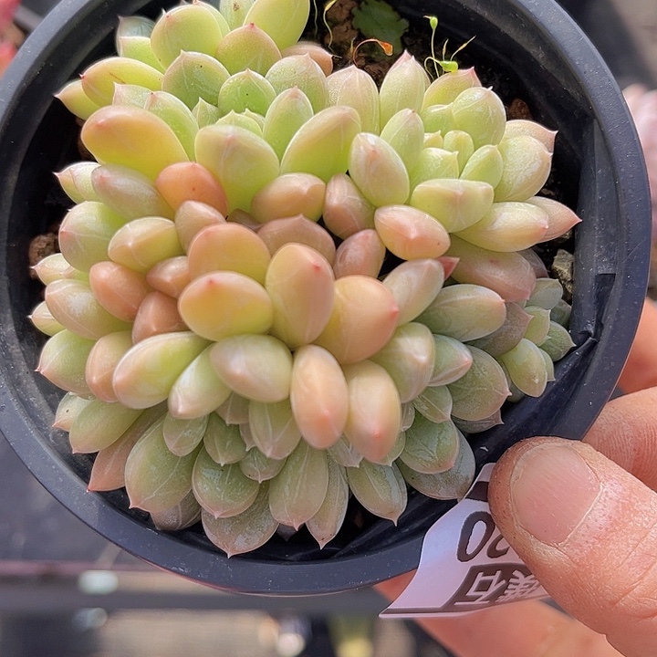 百达翡翠16120多肉植物