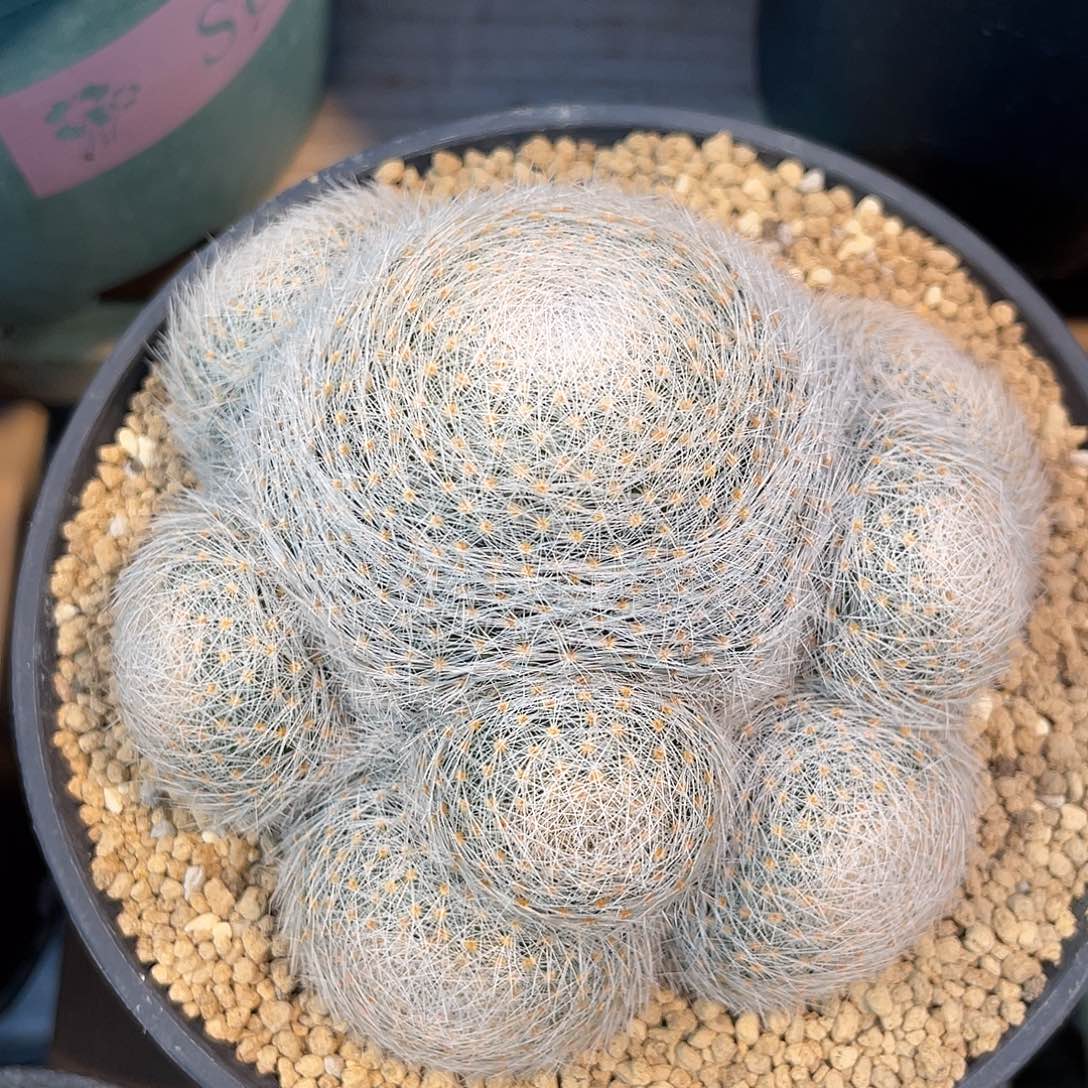 仙人球乳突属白绢丸群实生10.4厘米