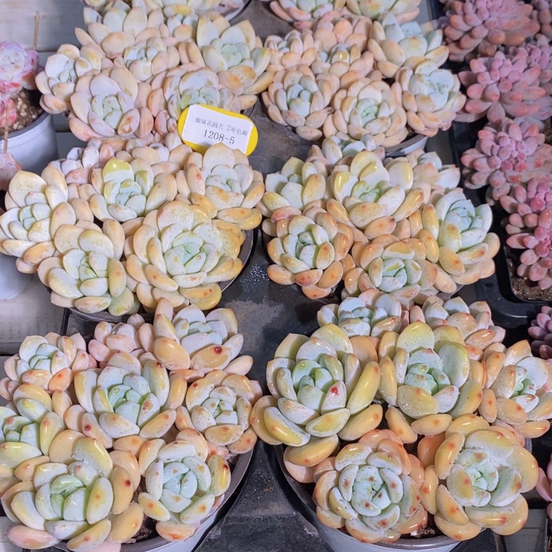 1208-5-精品丸叶冷香拼盘一盒 带盆土