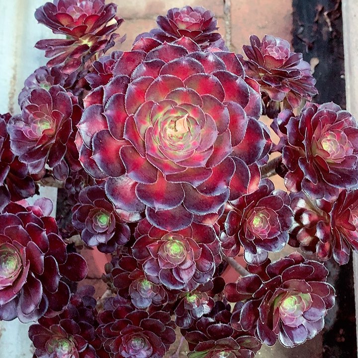 晚霞玫瑰多肉啊啊啊啊