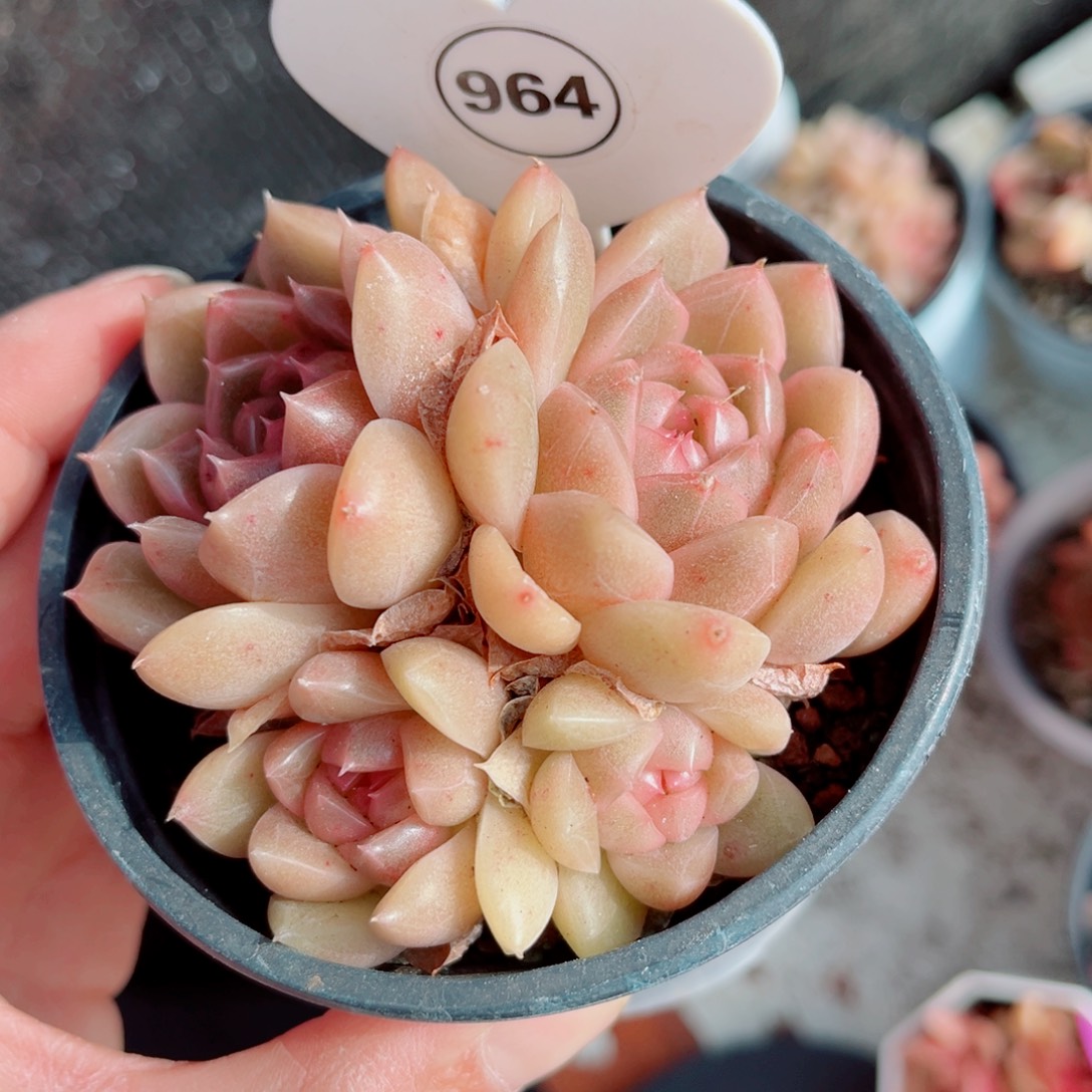 964号小老桩珍妮群