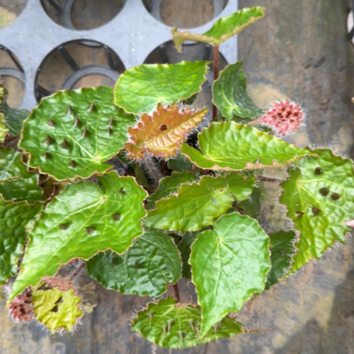 黑峰秋海棠室内多u年生高端观叶植物 室内办公室耐荫植物