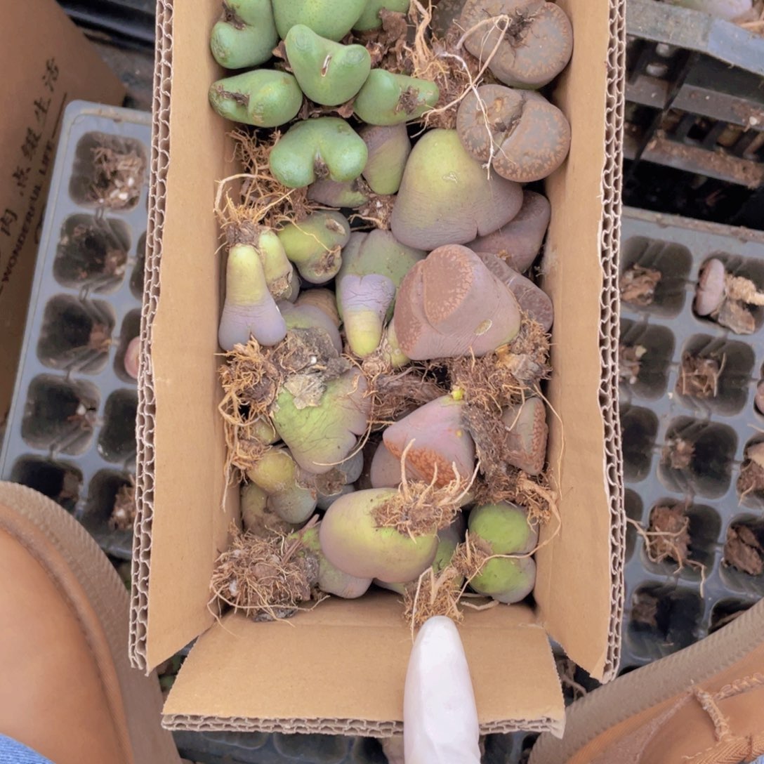 一箱母本888888888888