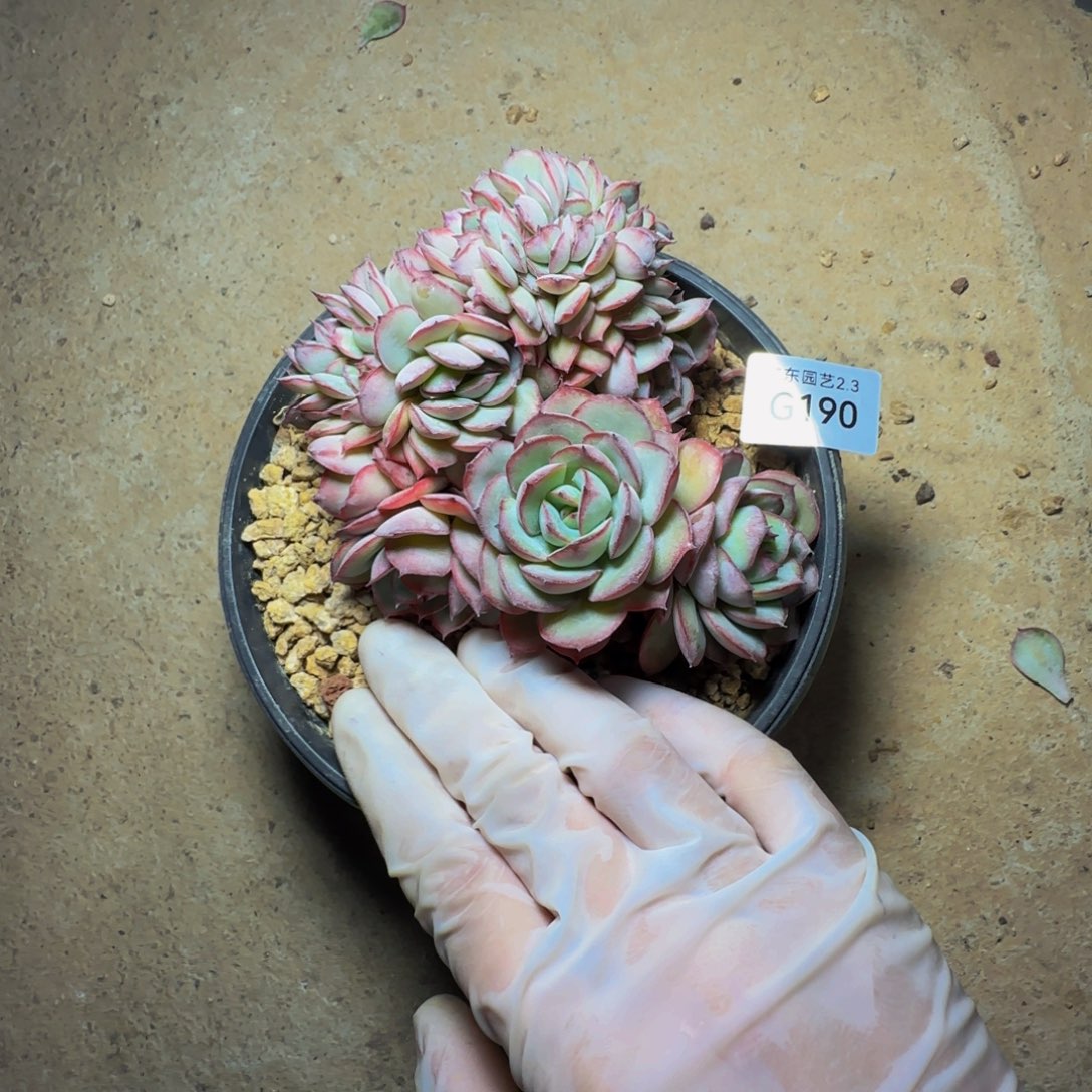 g g g g g g g c 190