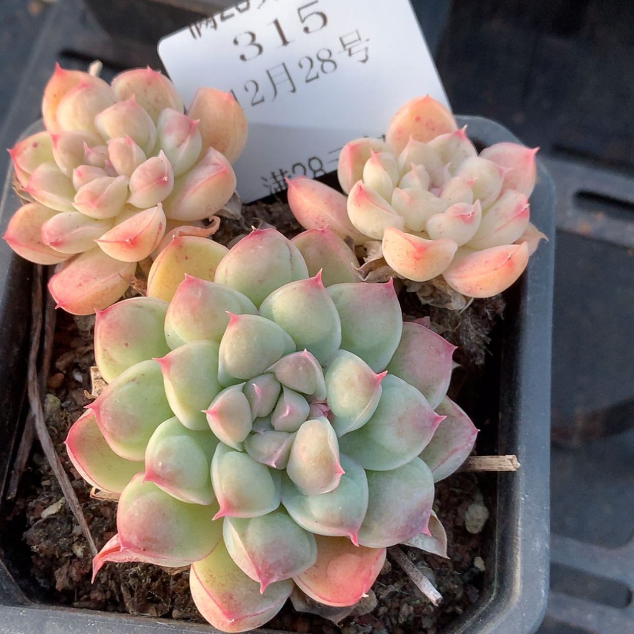 【闪购商品】云315号