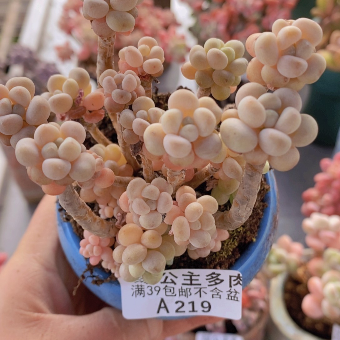 花朵鱼子酱老桩8 cm219多肉