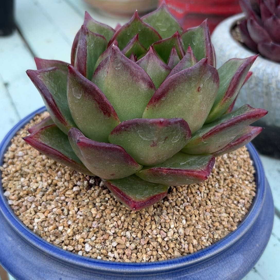 多肉一物一拍0124-凤凰