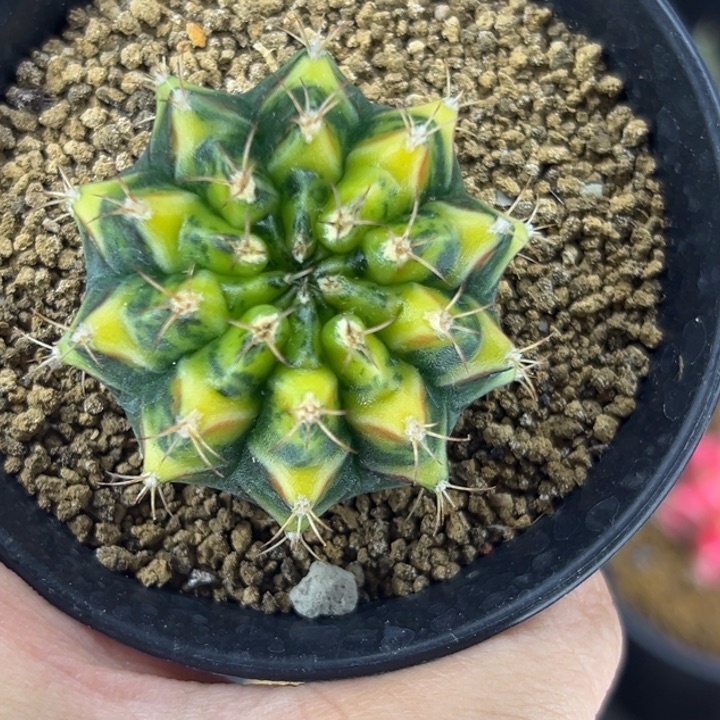 泰国米哈仙人球实生