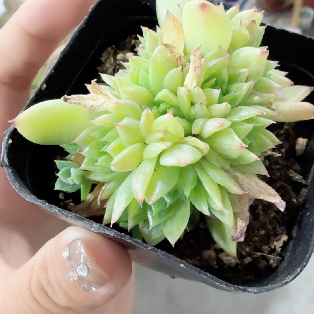 雪花蝴蝶麦秆多肉