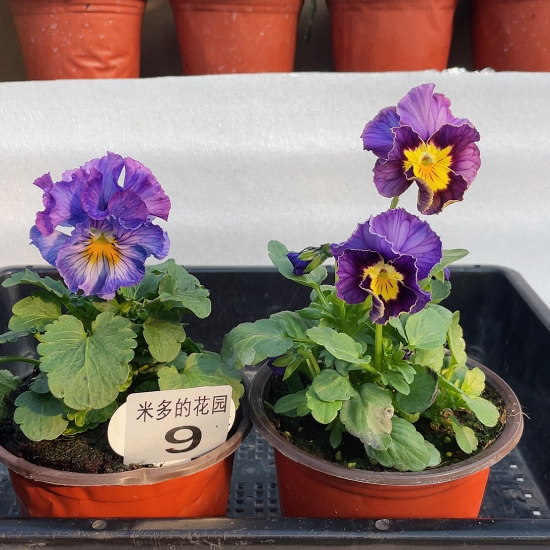 大部分开放少量花苞9