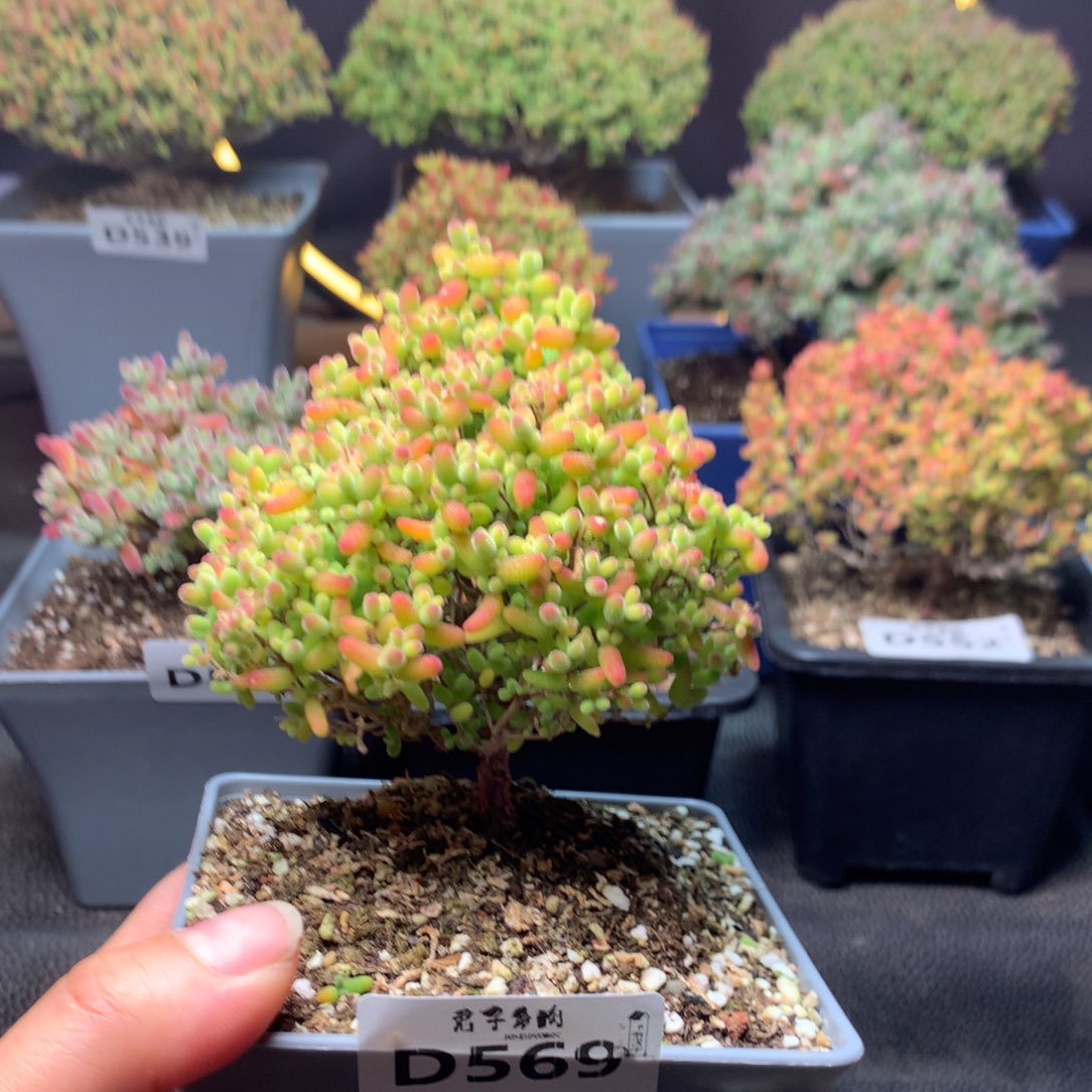 569蜜橘糖球           
