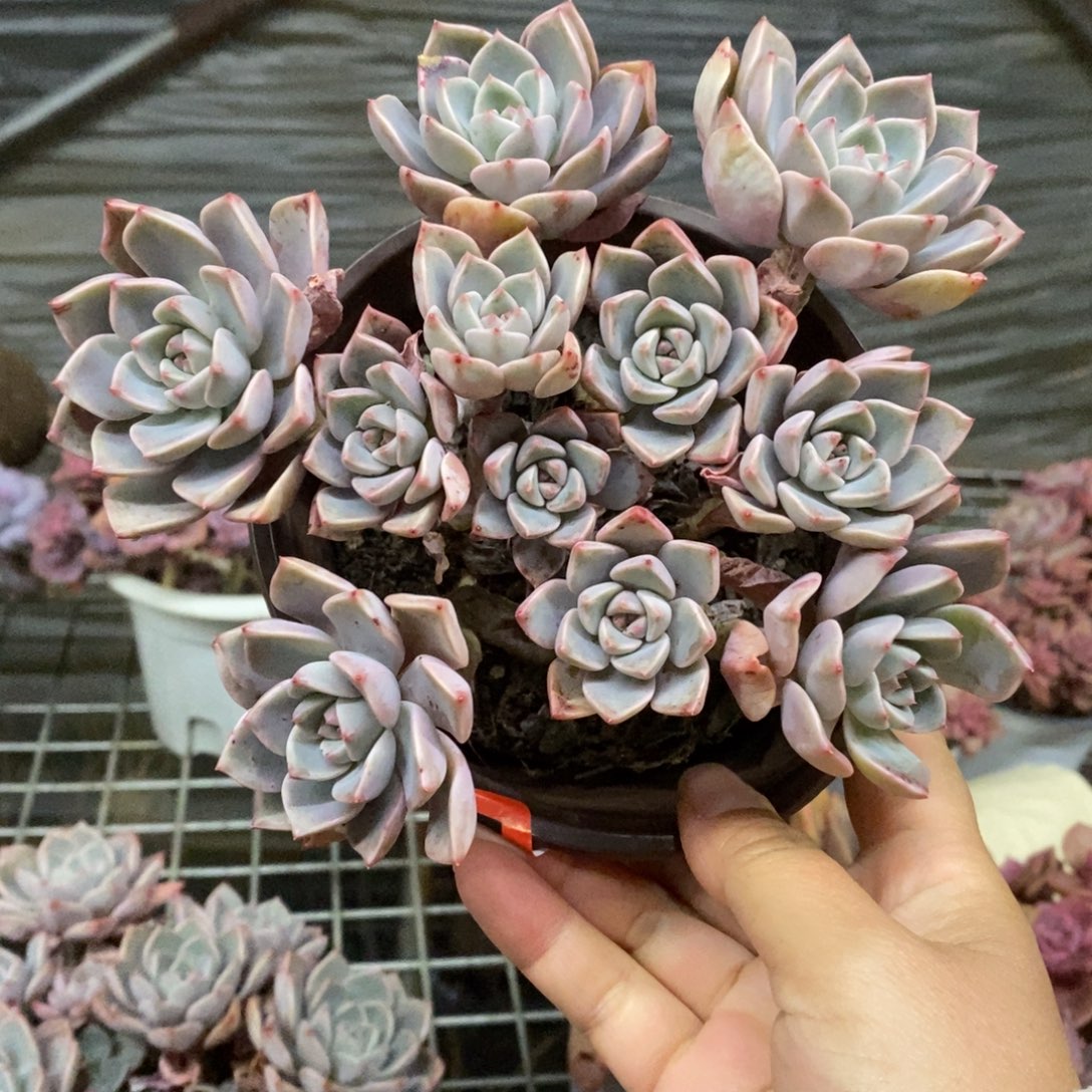 红粉佳人多头群生老桩