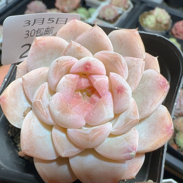 白桃汽水大单头一颗