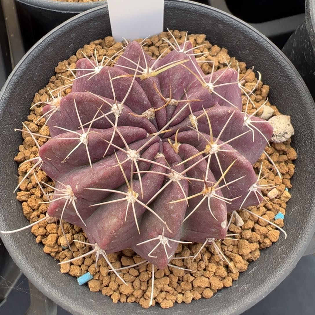 111实生根剑芒多肉植物带盆土