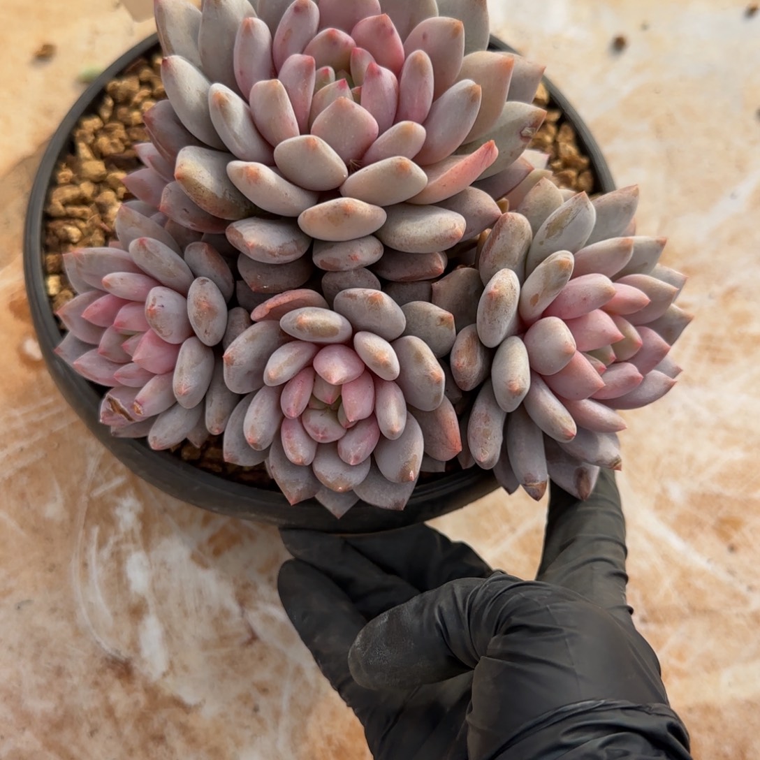 安***5011。        半夏多肉