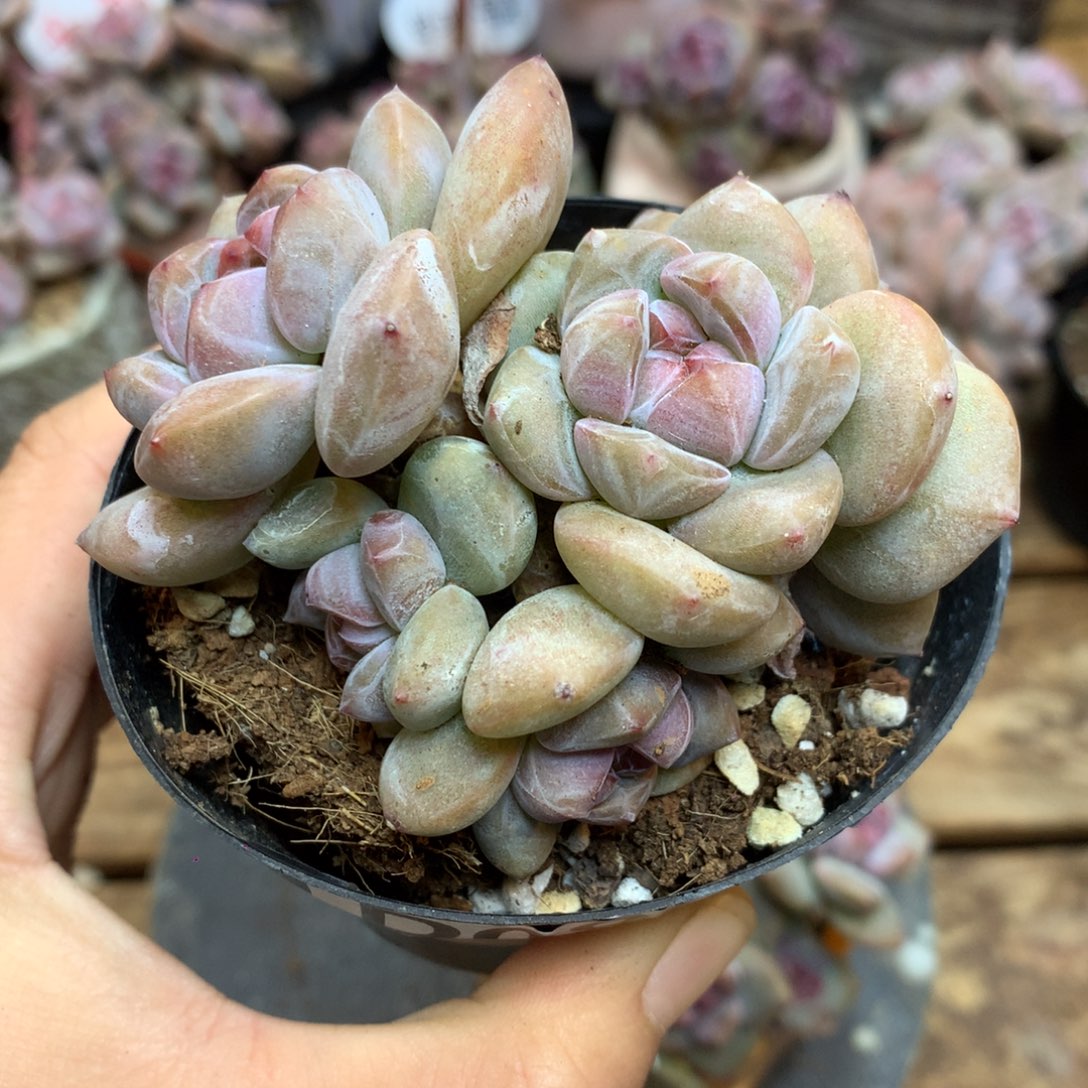 D0869 突尼斯 绿底紫心