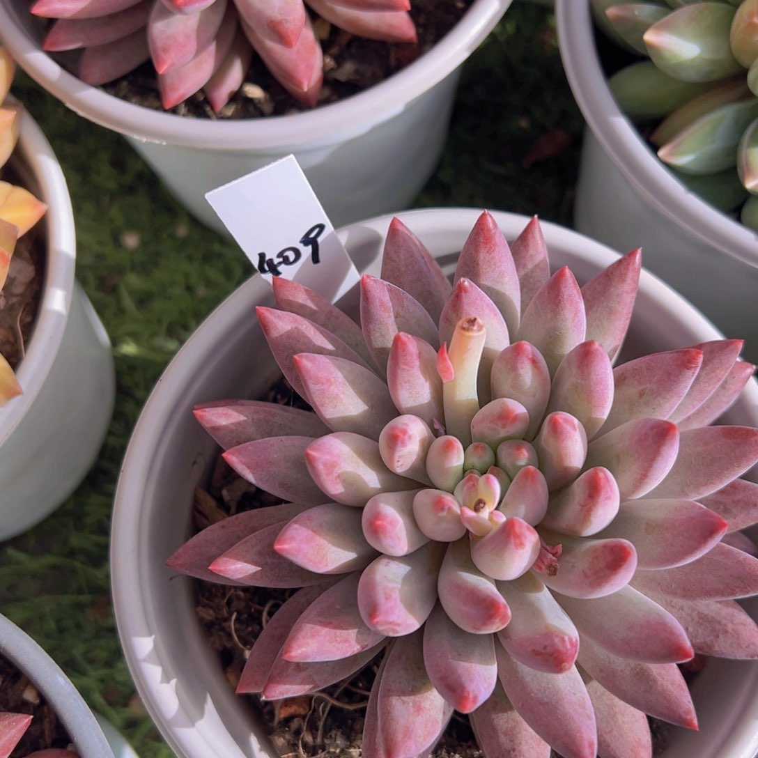 香玉的故事是一个人的故事吗笑