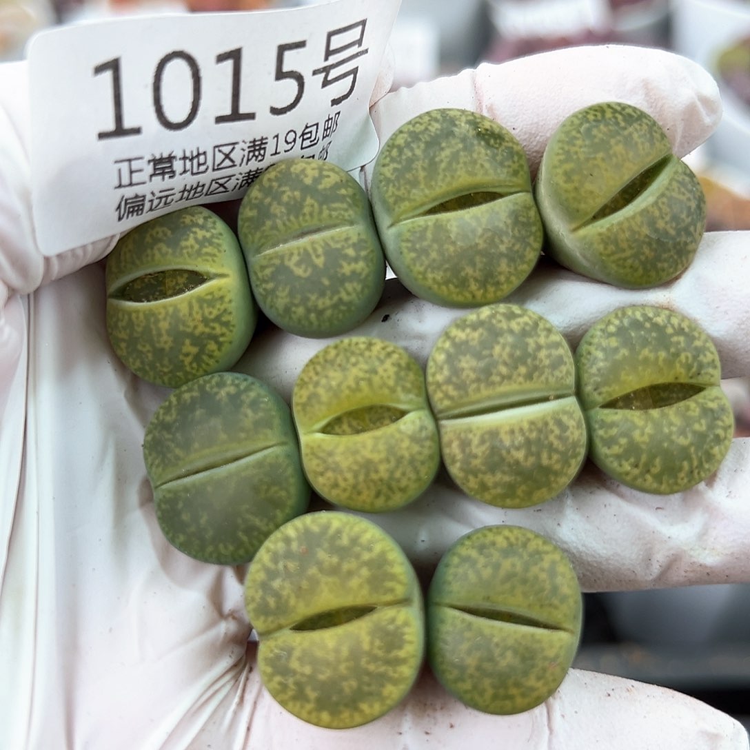 好养易活生石花大母本1015