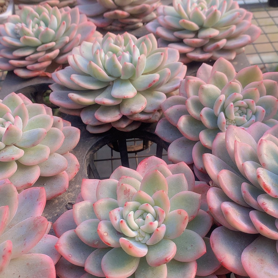 梦露锦34677899990000