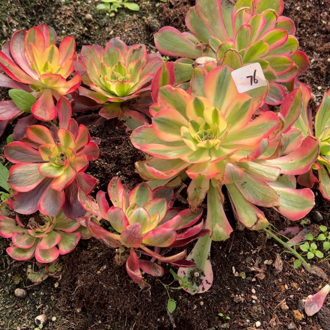 76一片多肉椅子20