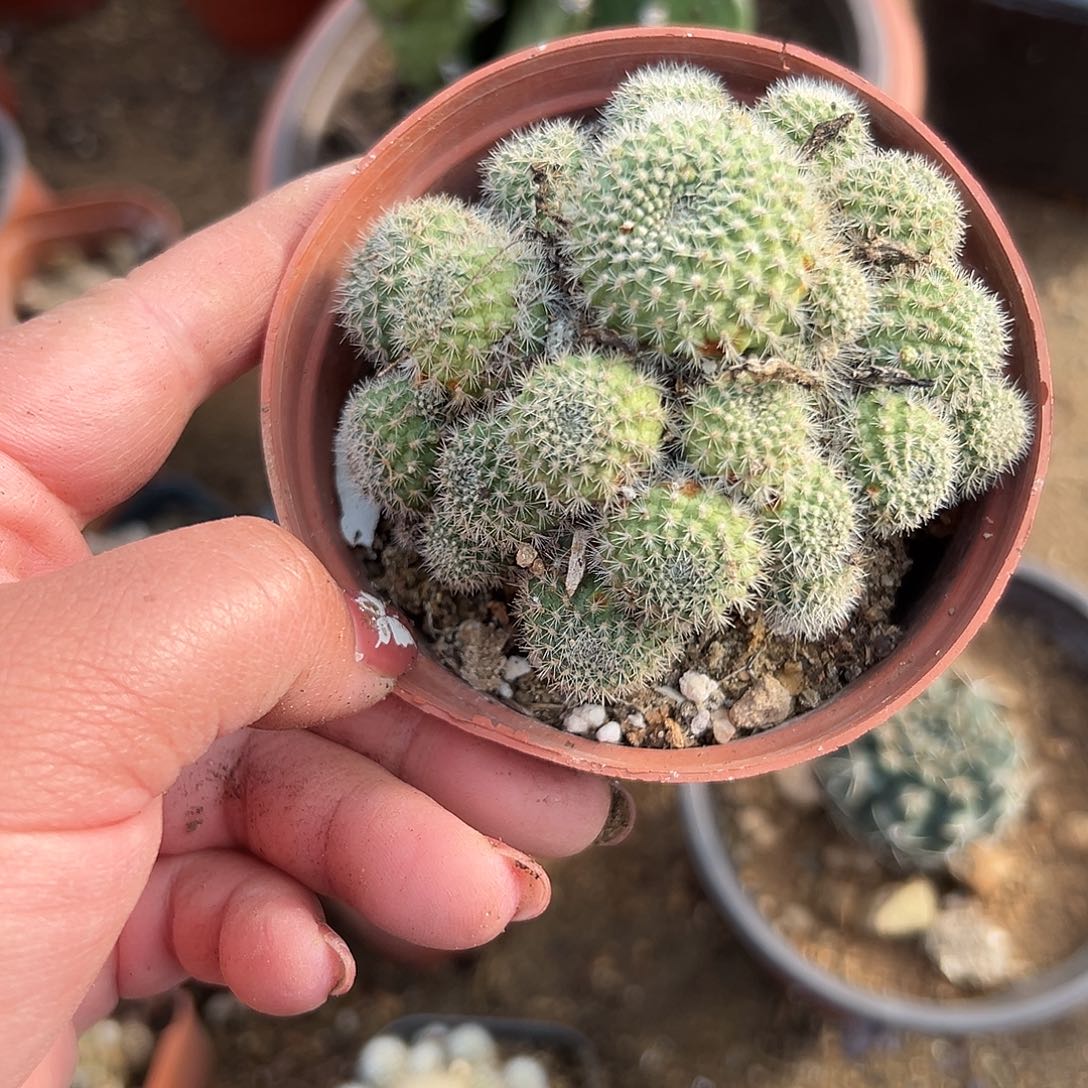 多肉植物多肉植物