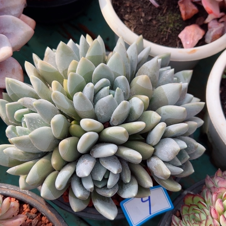 9胖美人平平安安健健康康