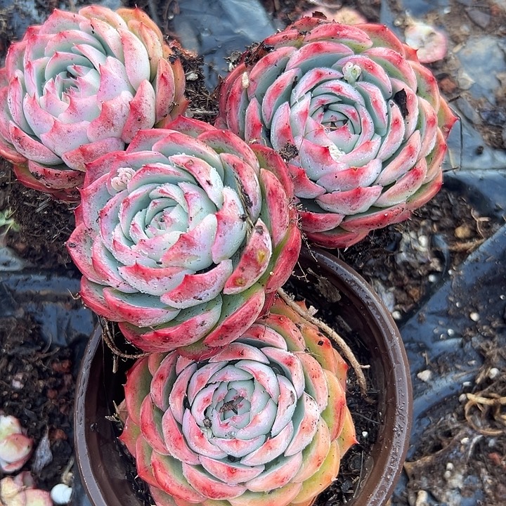 侧影粉丝2盆，灯牌4盆。                