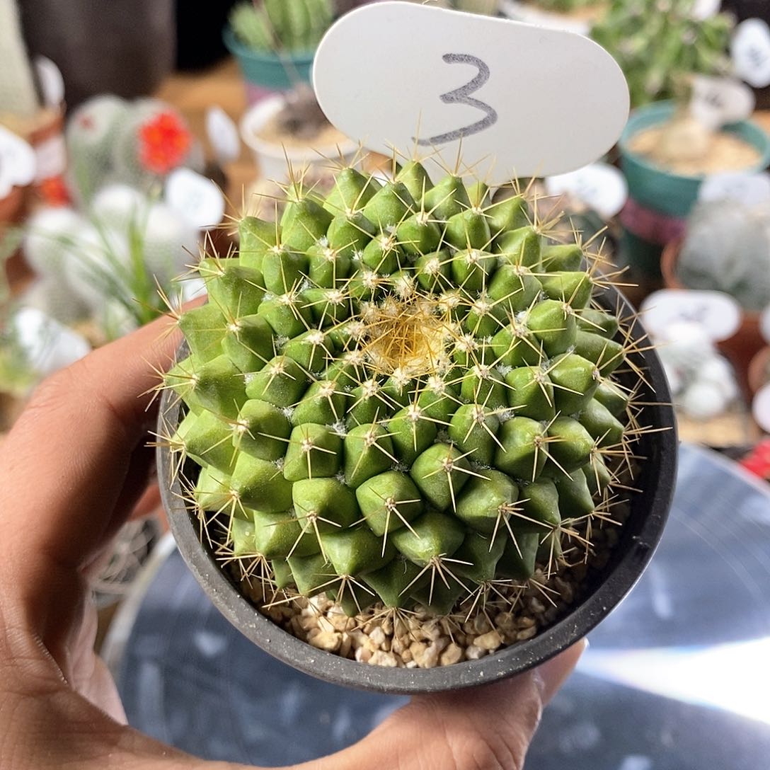 实生金洋丸3号链接